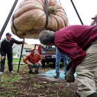 Heaviest pumpkin_500x375