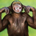 ego monkey