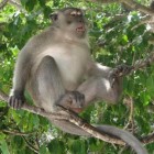 monkey