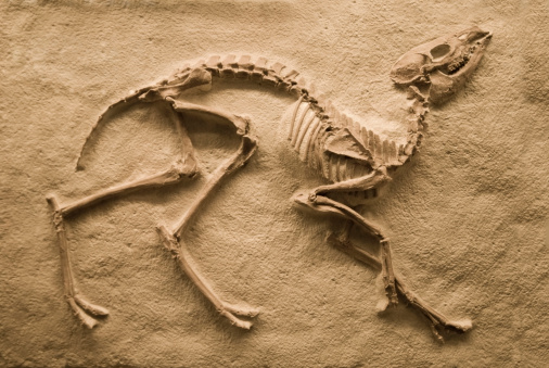 Amazing facts about fossils Amazing facts about fossils