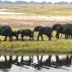 botswana-best-safari-in-africa-590