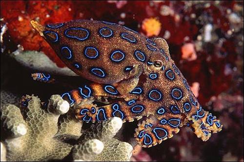 Blue Ringed Octopus 10 Worlds Most Dangerous Animals