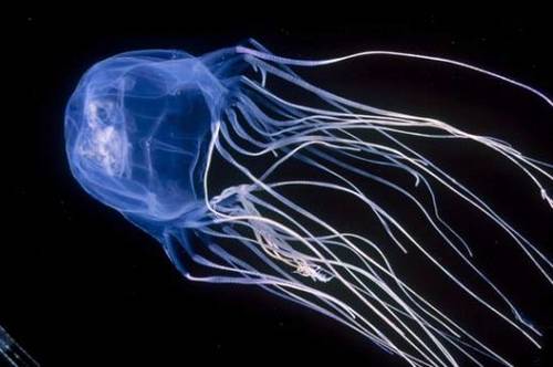 Box Jelly Fish 10 Worlds Most Dangerous Animals