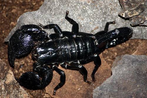 Death Stalker Scorpion 10 Worlds Most Dangerous Animals