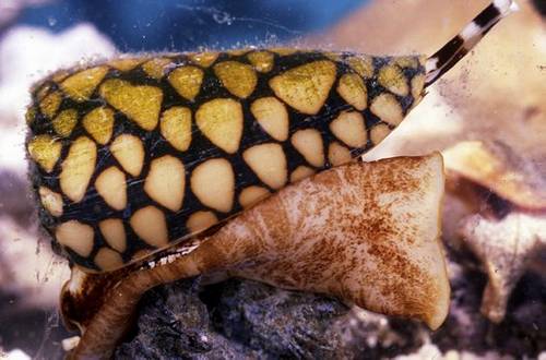 Marbled Cone Snail 10 Worlds Most Dangerous Animals