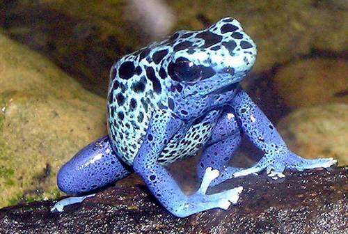 Poison Dart frog 10 Worlds Most Dangerous Animals