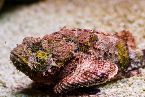 Stonefish 10 Worlds Most Dangerous Animals
