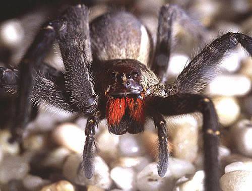 The Brazilian Wandering Spider 10 Worlds Most Dangerous Animals