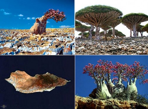 1. Socotra Island, Yemen_500x367